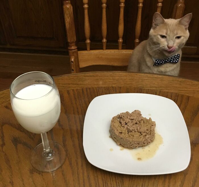 Cat wearing a bow tie sitting at a wooden table with a plate of wet food and a glass of milk, cute animals eating.