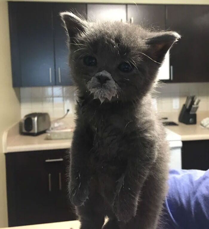 Gray kitten with milk on its face standing in a kitchen, showcasing cute animals eating in the most adorable way.