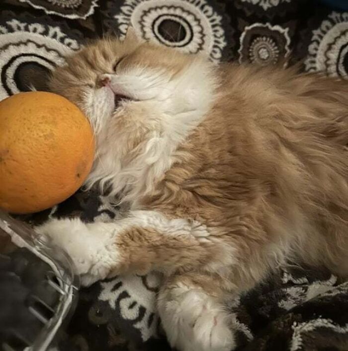 Fluffy cat resting with its face against an orange, showcasing cute animals eating in an adorable way.