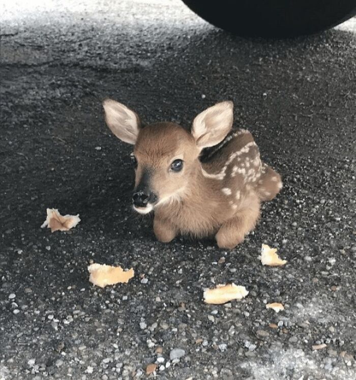 Cute baby deer eating small pieces of food on asphalt, showcasing adorable animals eating in a charming way.