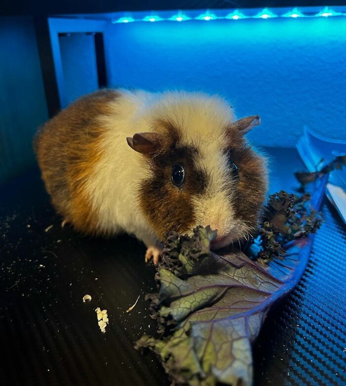 Guinea pig eating leafy greens close-up showing cute animals eating in the most adorable way.