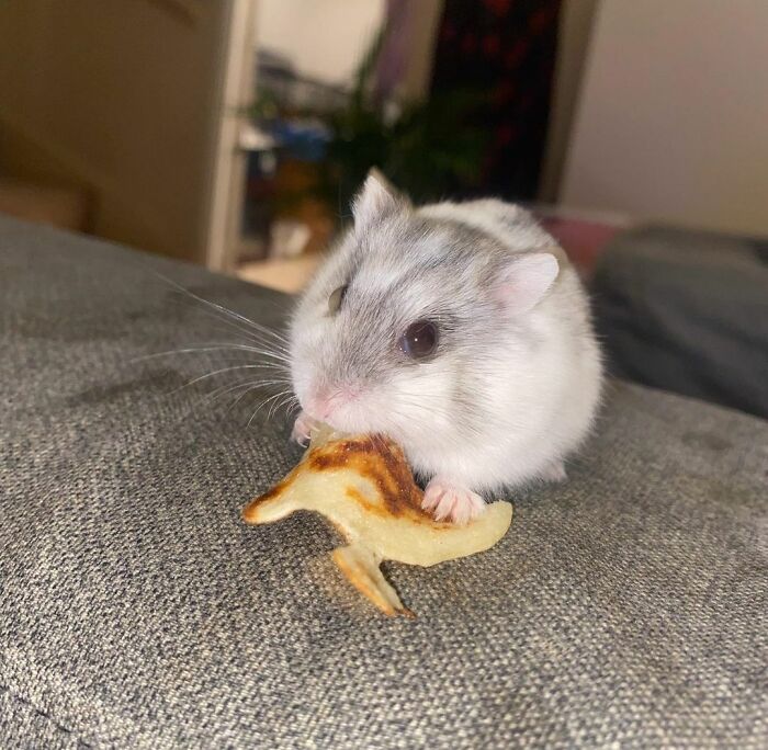 Cute small hamster eating a tiny piece of food, showcasing adorable animals eating in the most charming way.