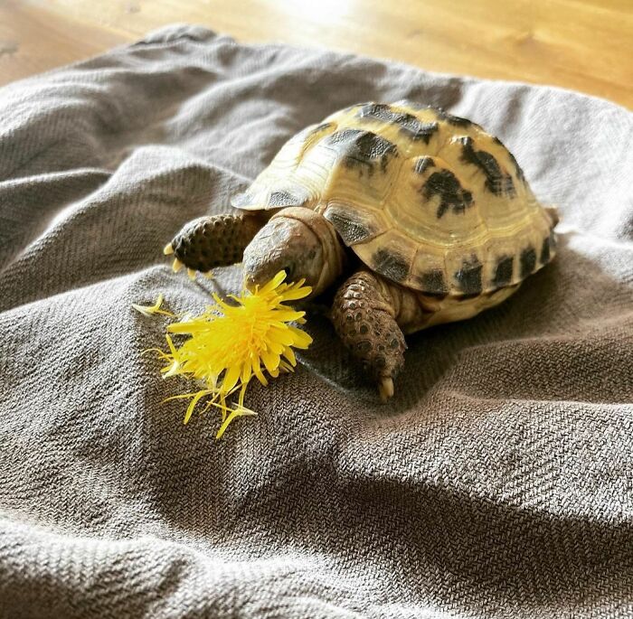 Small tortoise eating a bright yellow flower while resting on a textured gray fabric surface, showcasing cute animals eating.
