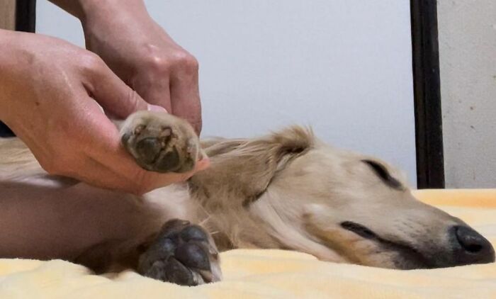 Brown dog lying on the side and other person holding his paws