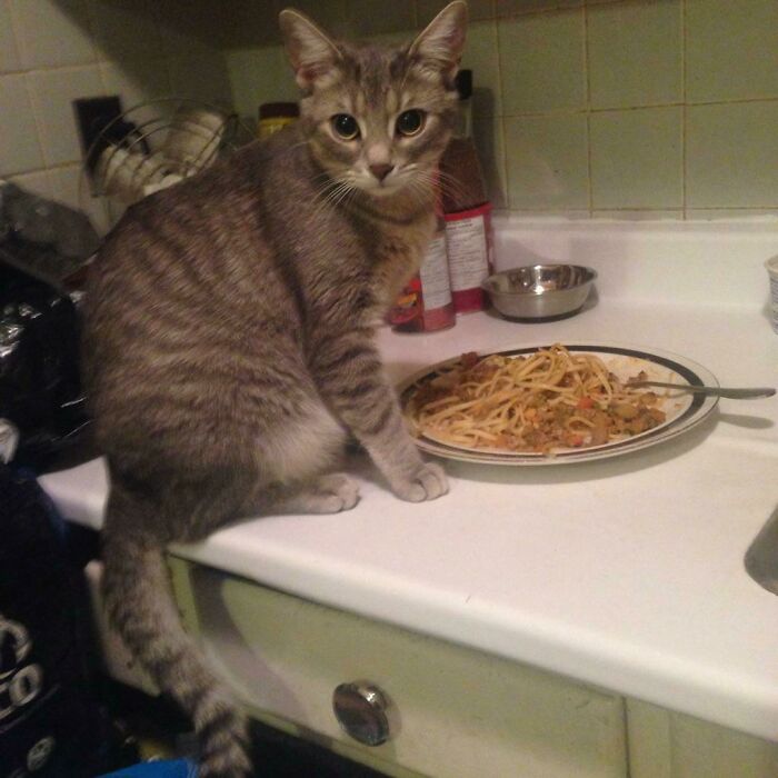 Gray tabby cat sitting on kitchen counter next to a plate of spaghetti, showcasing cute animals eating in an adorable way