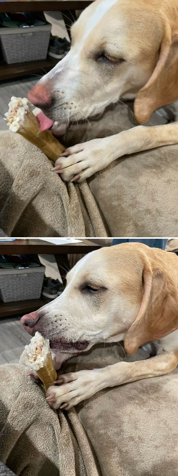 Light brown dog holding and licking a chew bone, showing cute animals eating in the most adorable way.