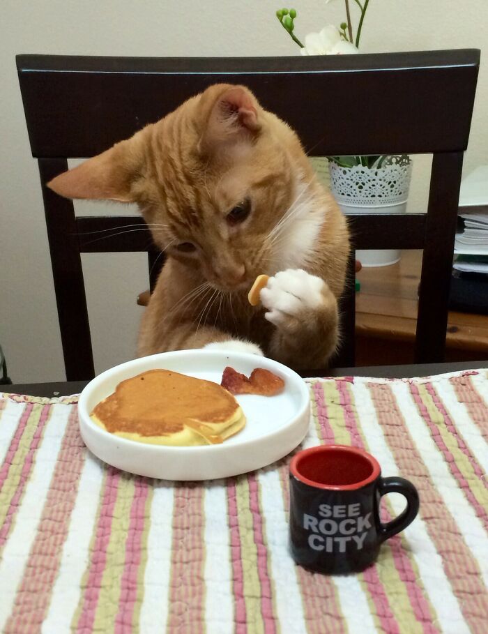 Orange cat eating breakfast with pancakes and bacon on a plate, showcasing cute animals eating in an adorable way.
