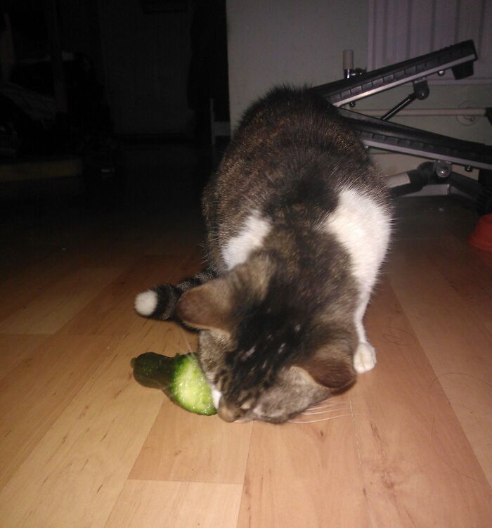 Cat eating a cucumber on a wooden floor, showcasing one of the cute animals eating in the most adorable way.