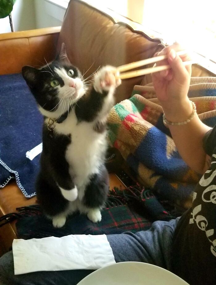 Black and white cat reaching for food with chopsticks, showcasing adorable cute animals eating behavior indoors.