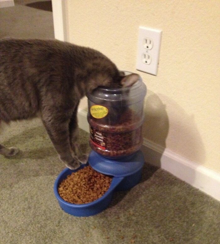 Gray cat eating dry food from an automatic pet feeder demonstrating cute animals eating in an adorable way.