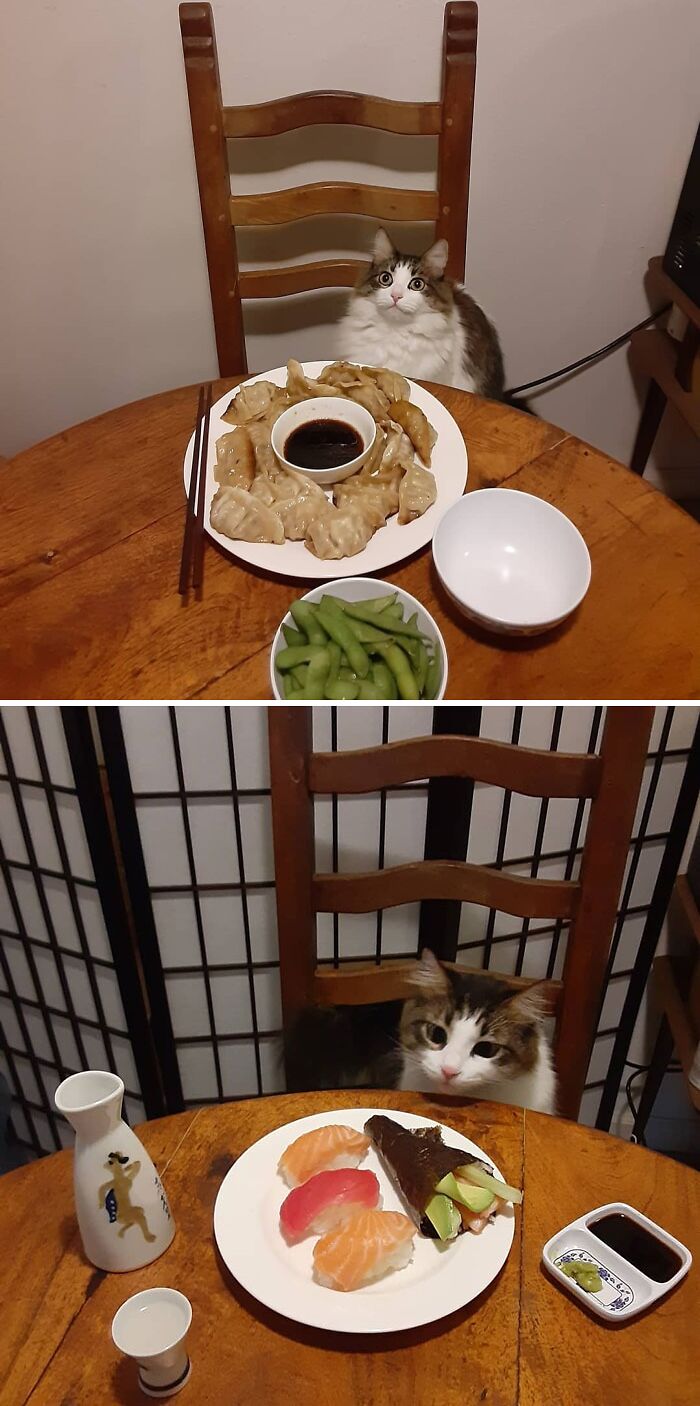Cat sitting at a table with plates of dumplings and sushi, showcasing cute animals eating in an adorable way.