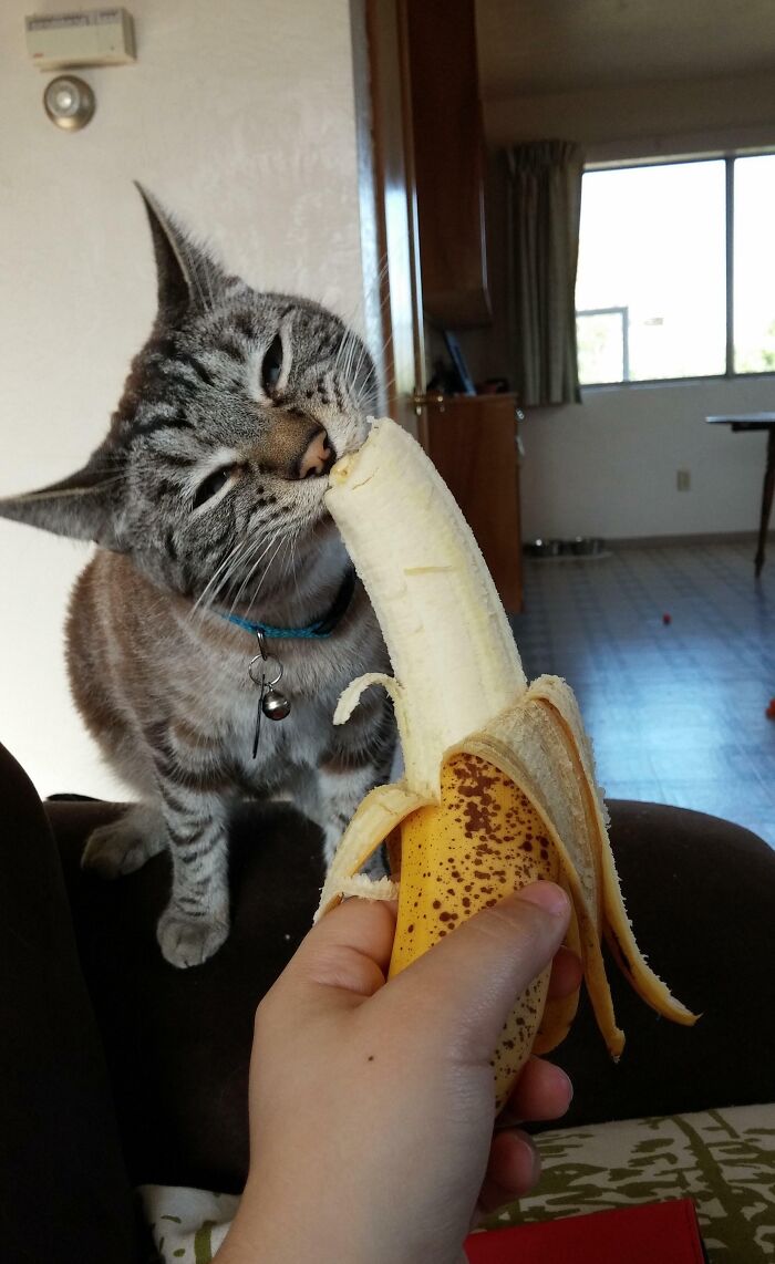Cat nibbling on a peeled banana held by a person, showcasing cute animals eating in an adorable way.