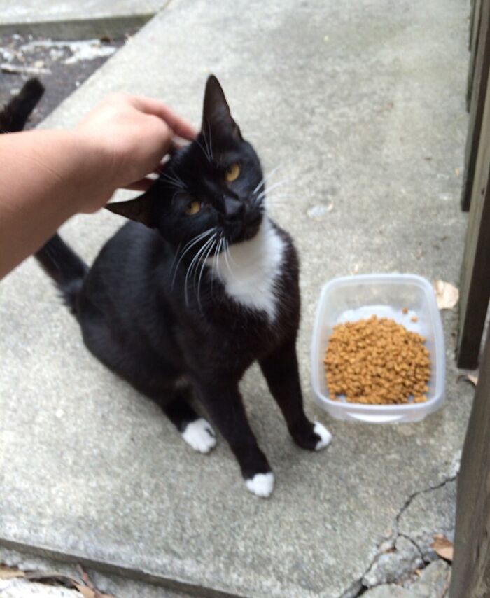 Black and white cat being petted next to a bowl of dry food, showcasing cute animals eating in an adorable way.