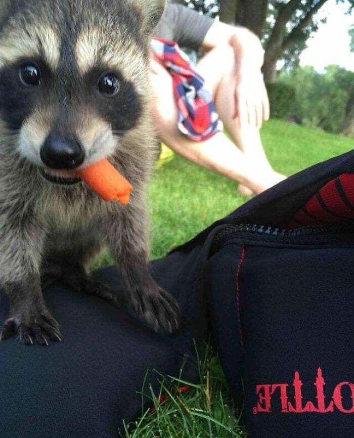 Cute raccoon eating a carrot outdoors, showcasing adorable animals enjoying food in a natural green setting.