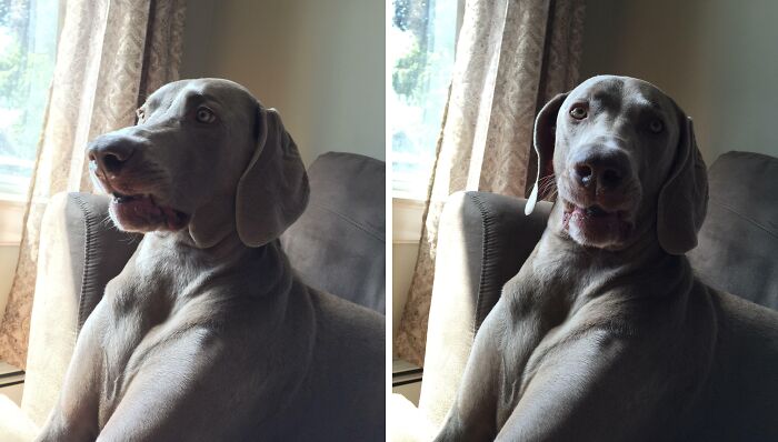 Two cute animals eating captured in an adorable way with soft natural light by a window and cozy curtains in the background.