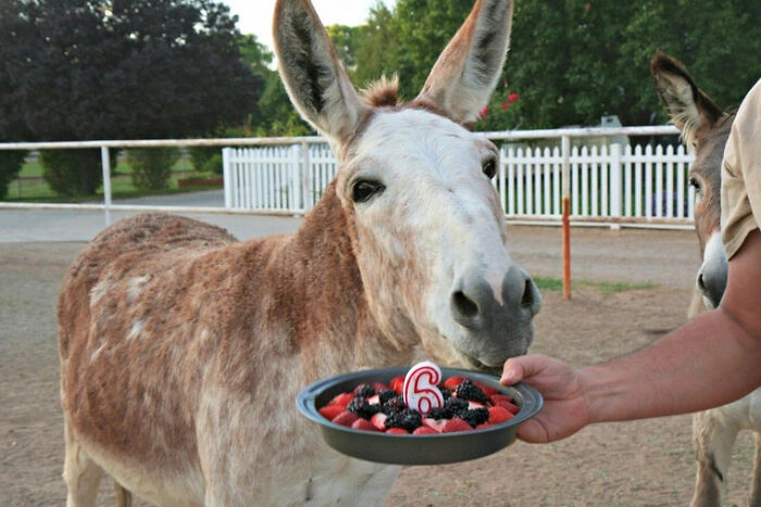 Cute donkey eating berries from a bowl with a number 6 candle, showcasing adorable animals eating in a cute way.