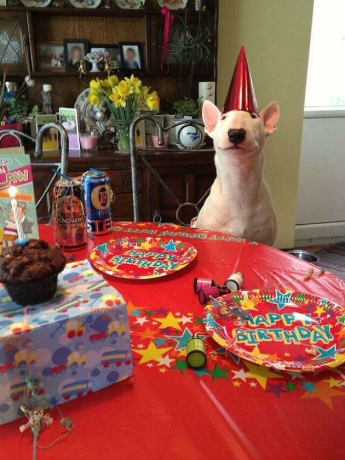 Cute dog wearing a party hat sitting at a decorated table with birthday plates and a muffin ready to eat adorable animals.