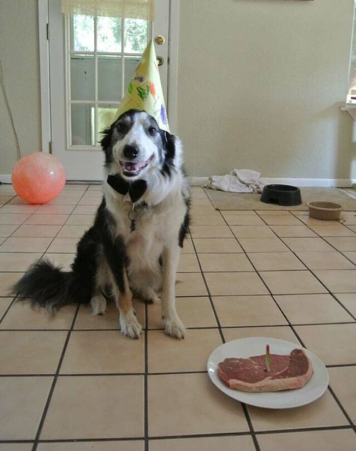 Border Collie wearing a party hat sitting near a plate with a steak, showcasing cute animals eating in an adorable way.
