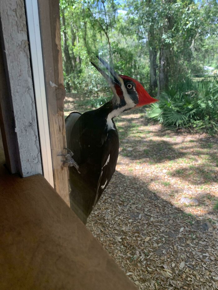 This A-Hole And Its Partner Are Destroying My Trim