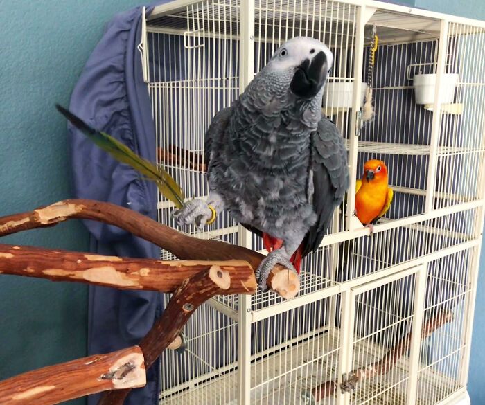 I Left The Room For Two Minutes, Heard A Squawk, And Returned To This Look Of Absolute Triumph