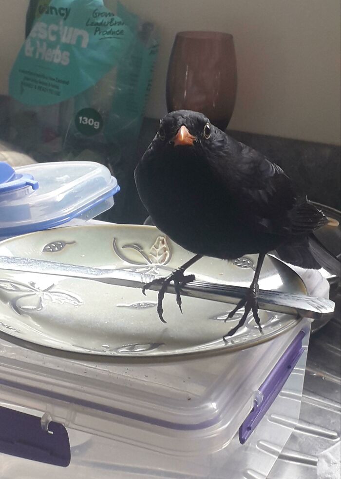 Finally Figured Out Why I Keep Coming Home To Little Poops All Over The House