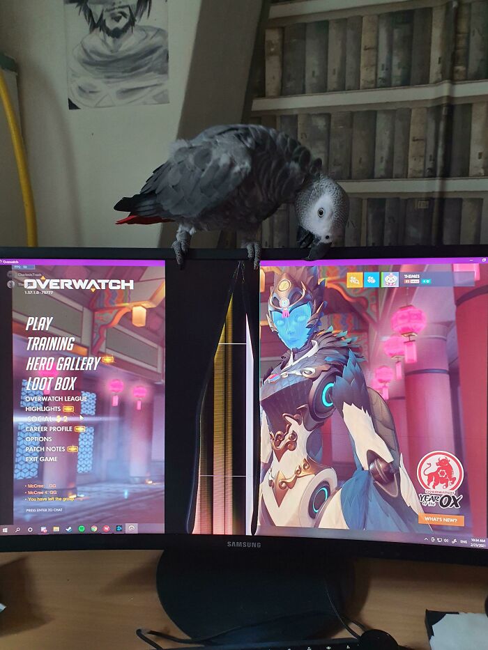 Parrot Broke My Screen Today