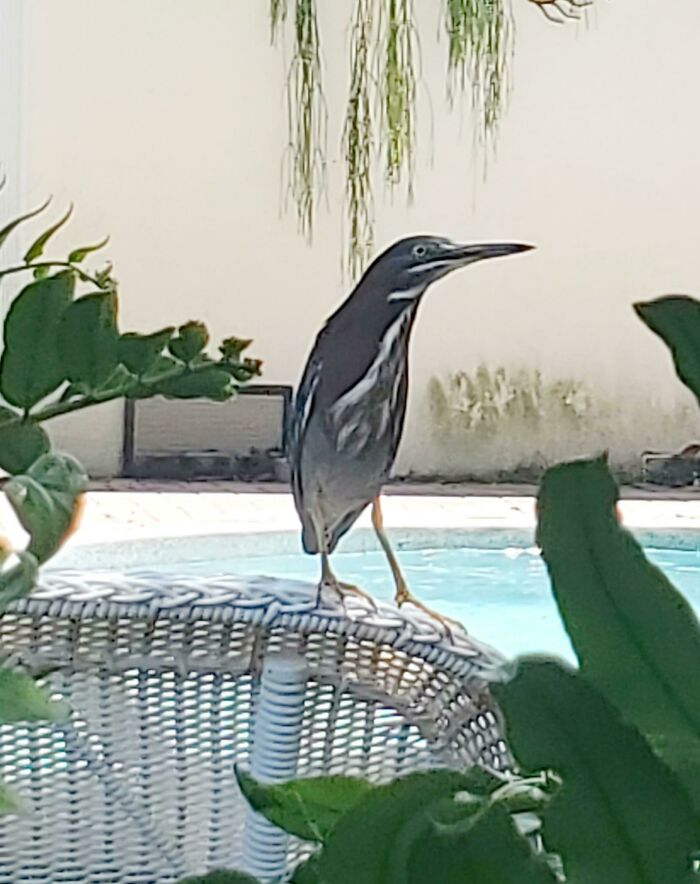 This Is Bill. Bill Likes To Eat My Fish. Bill And I Have A Love/Hate Relationship