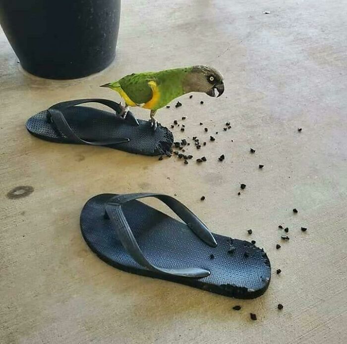 He Must Be Fixing Them?