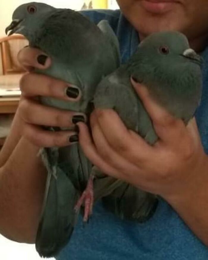 These Two Mfs Entered My House While On Their Search For A Good Nesting Spot. And Then Pooped In One Of The Bedrooms