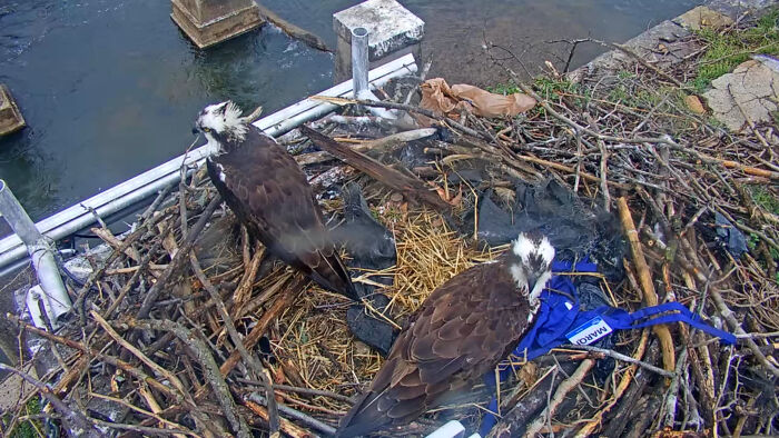 Marqi, You Missing Something?ospreys Snag A Grocery Store Worker's Apron
