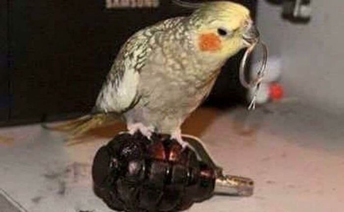 No Birdy Dont Do It