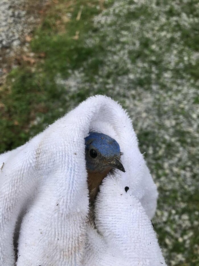 Today I Was Rushing Around Because I Had To Get To The Airport. And Then I Hear Something In My Wood Stove Pipe. This Guy Is Lucky That Only Two Screws Held The Bottom Of The Pipe On. I Am Happy He Is Free!