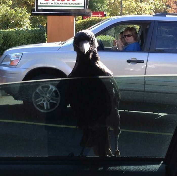 License And Registration... And A Couple Of Those Fries