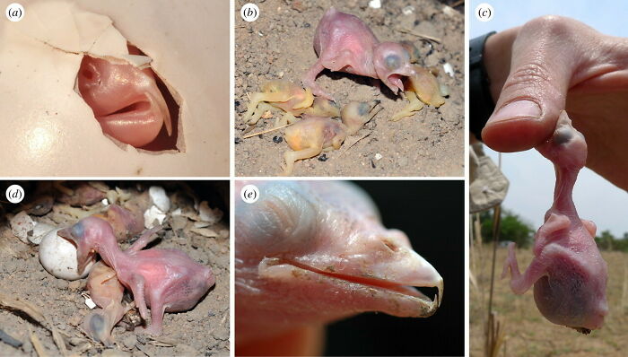 Newborn Honeyguide Chicks Are Equipped With Deadly Hooks On Their Beaks. Immediately After Hatching, They Stab And Slaughter The Other Non-Honeyguide Chicks In The Nest