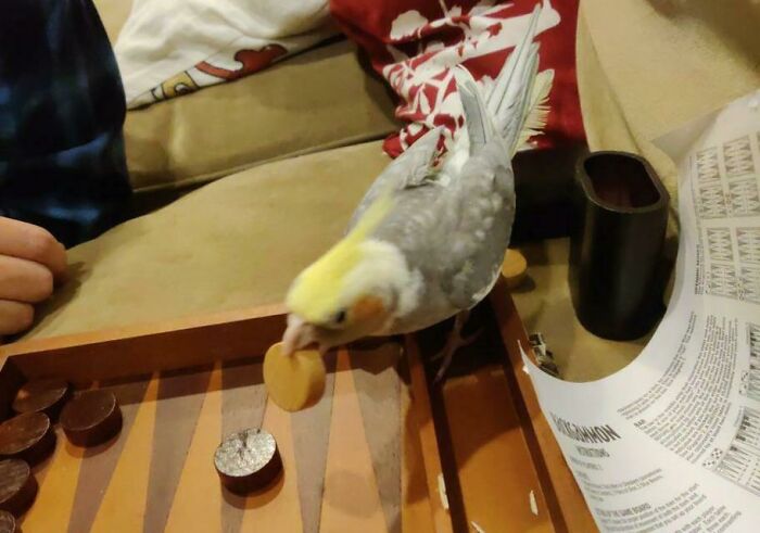 When You Want To Play Backgammon But You're Overlord Has Other Plans