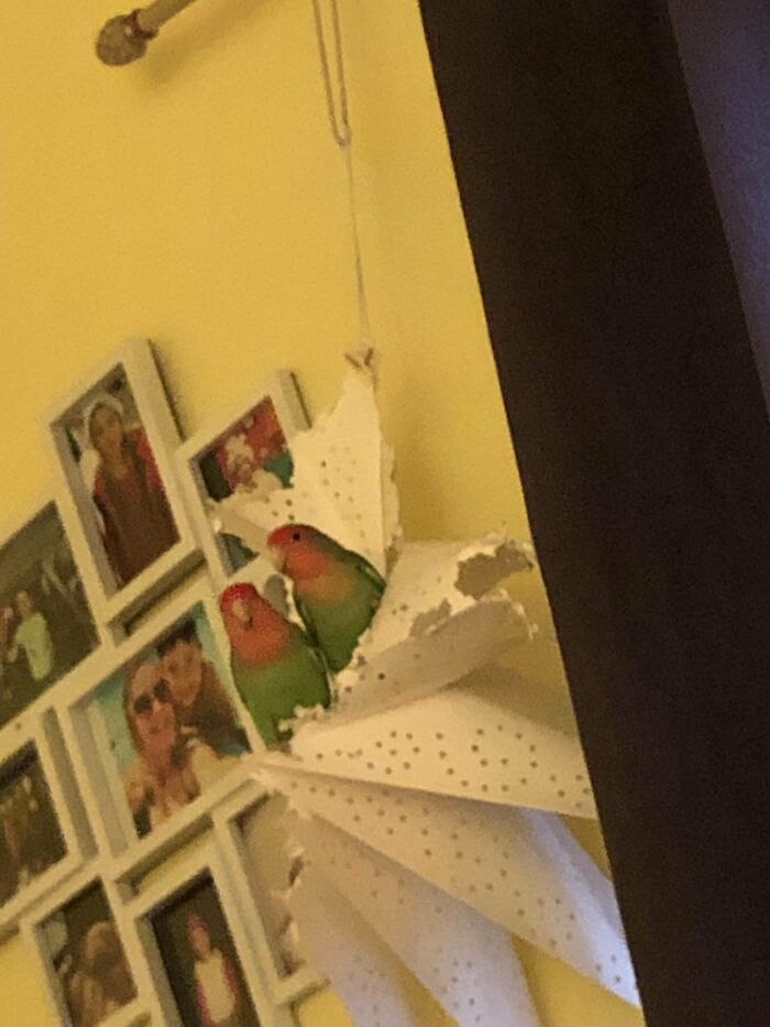 Birds Ate My Handmade Paper Star (Took Me Weeks To Make)