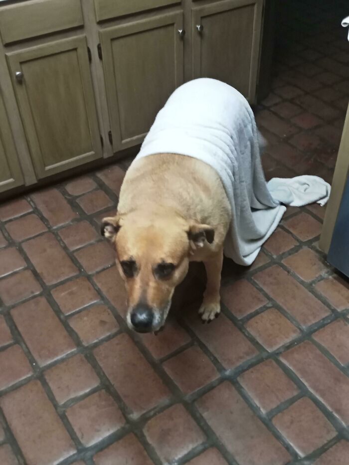 Estaba haciendo un tentempié después de acostar a Odín y oí un ruido detrás de mí