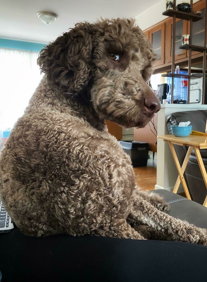 Creo que mi perro tiene una cuenta secreta en Tindr