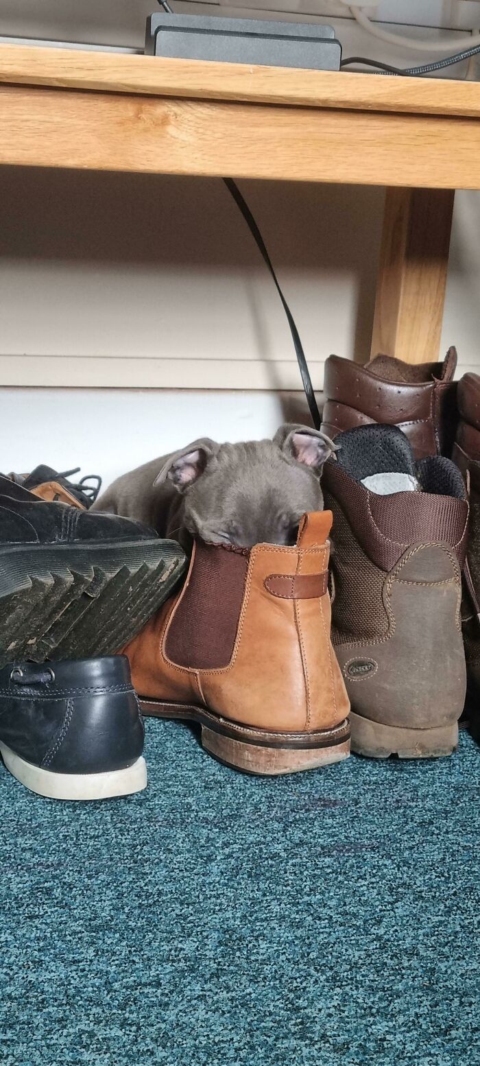 Puppy hiding with head inside brown boot among various shoes on blue carpet under wooden shelf funny dog behavior.
