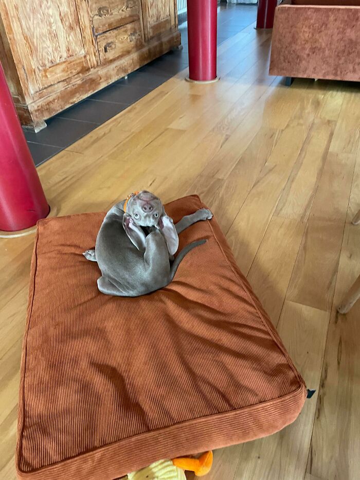 Dominado el yoga desde que nació