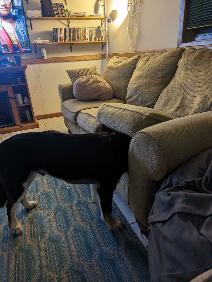 Dog being goofy with head stuck under a couch cushion in living room showing funny and weird dog behavior.