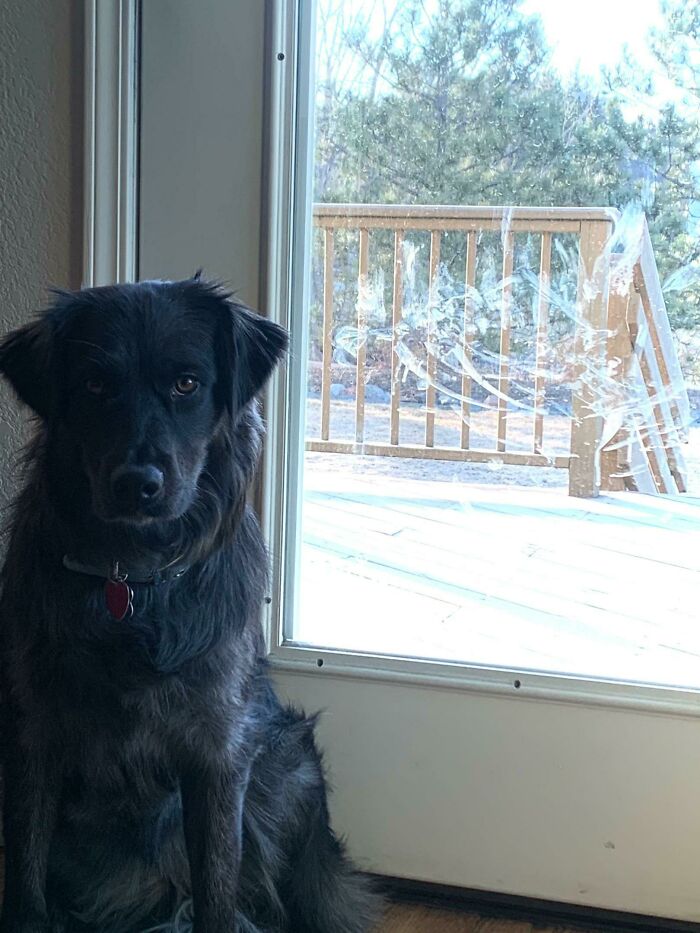 "El hocico lo sabe". Mocos de perro sobre vidrio, por Sally (N. 2020- ). Una obra artística impresionista abstracta