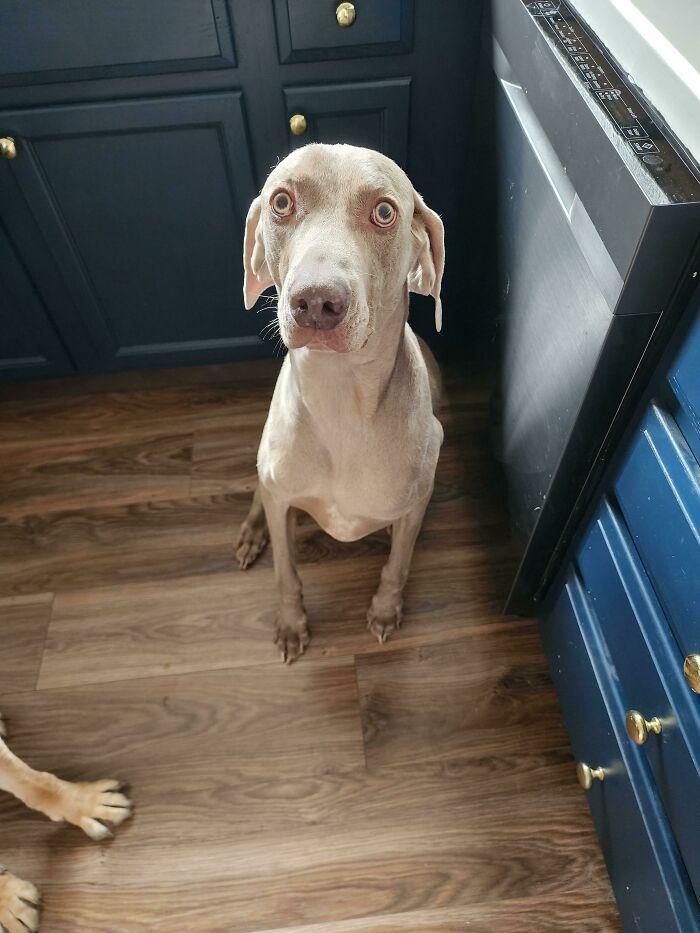 Pidiendo la golosina en mi mano. Parece traumatizado