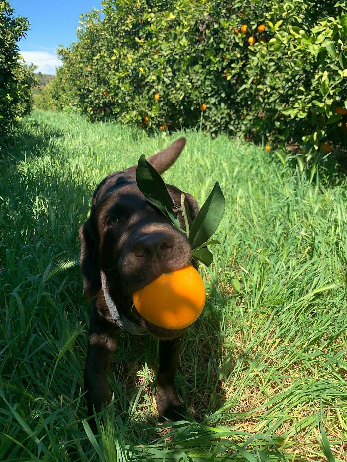 Le gustan las naranjas y la fruta en general