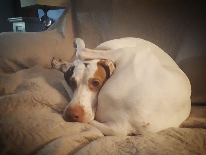 Una forma totalmente normal de sentarse en el sofá