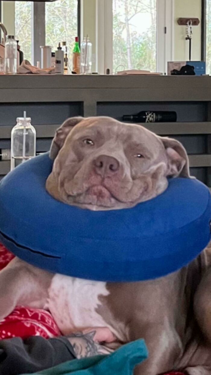 Goofy dog resting with a blue inflatable collar, showcasing funny and weird dog behavior inside a home.