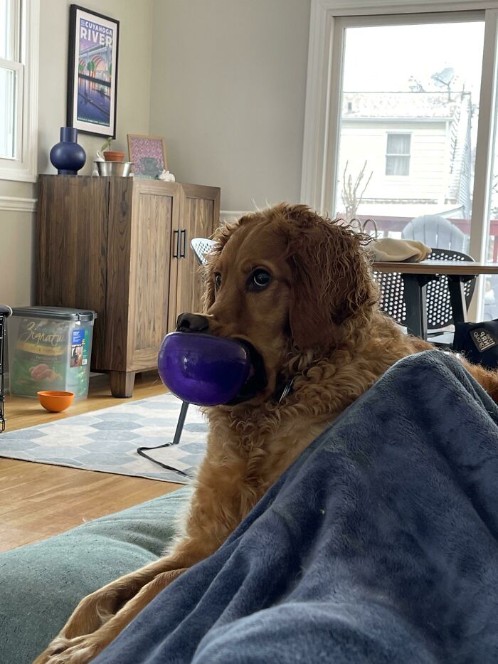 Sin pensamientos, sólo vibraciones... y un hocico flexible