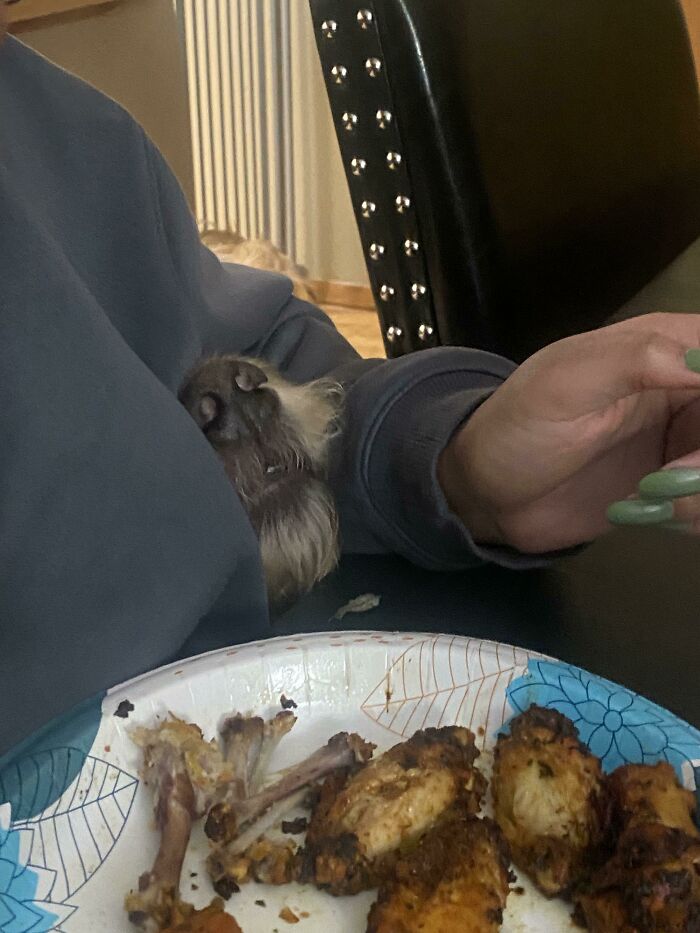 Mi perro mete la nariz bajo nuestros brazos para oler la comida de la cena. Nunca intenta comérsela, sólo olerla