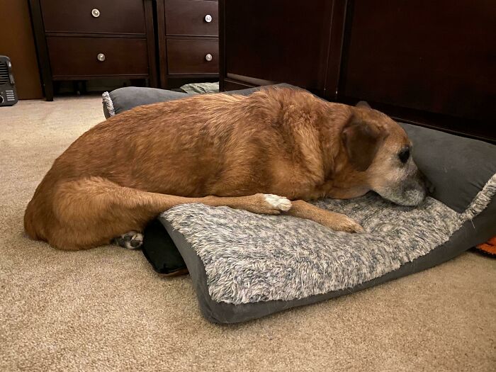 Brown dog lying awkwardly on the edge of a cushioned dog bed, showing a goofy and weird resting position indoors