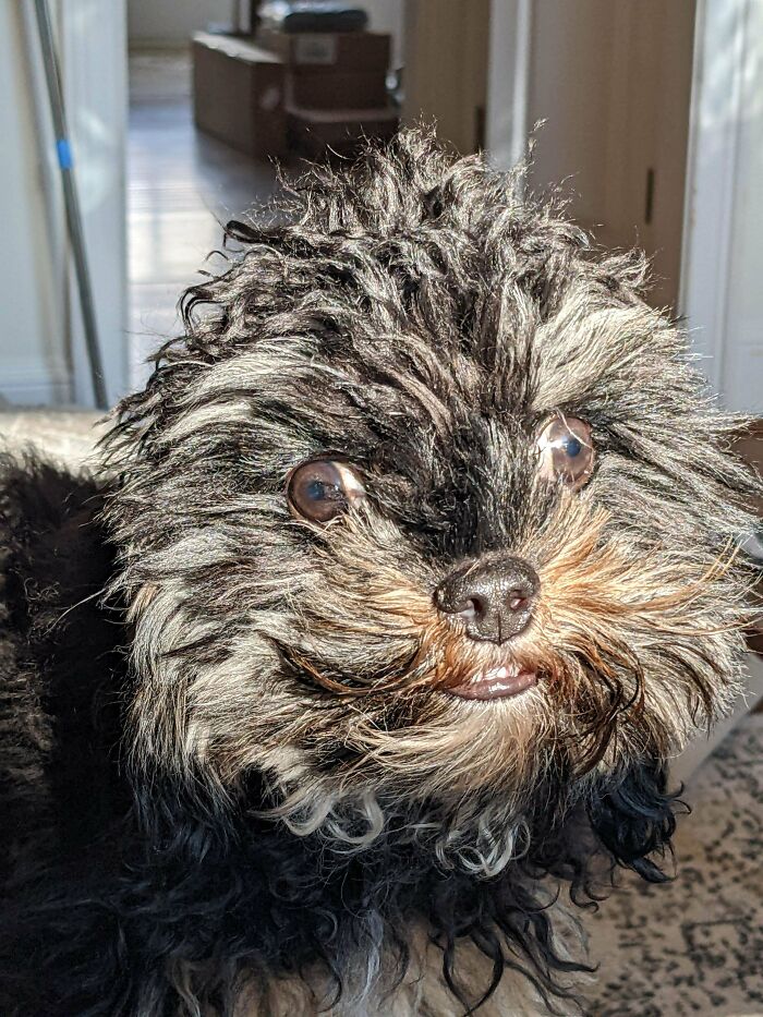 A veces pienso que no es un perro realmente